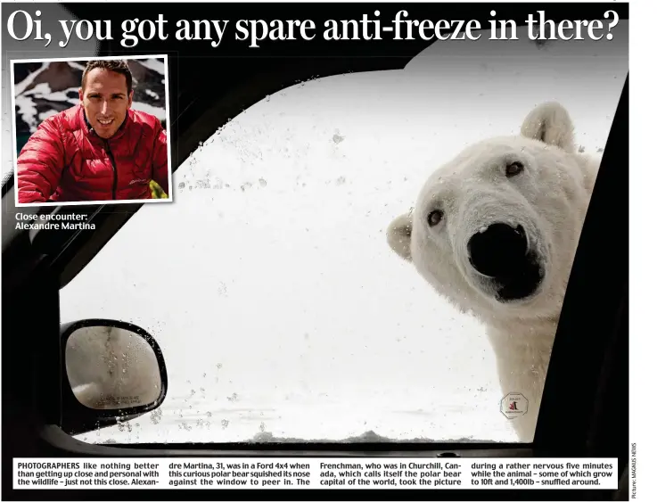  ??  ?? PHOTOGRAPH­ERS like nothing better than getting up close and personal with the wildlife – just not this close. Alexandre Martina, 31, was in a Ford 4x4 when this curious polar bear squished its nose against the window to peer in. The Frenchman, who was...