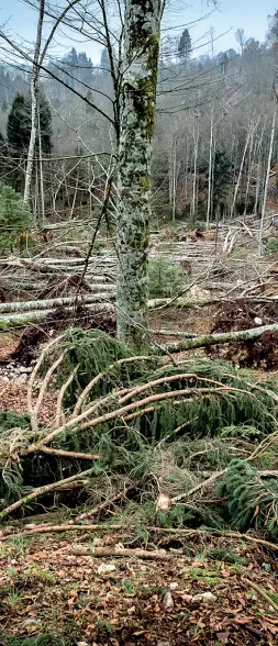  ??  ?? La foresta La tempesta Vaia schiantò a terra 30 mila metri cubi di legname nella foresta del Cansiglio, cifra pari a quanto viene raccolto di norma in tre stagioni