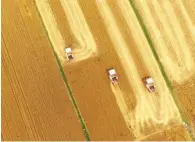  ?? ZHU JINMING / XINHUA ?? June 2 — The combines cut a swathe around the edge of the field during the wheat harvest season in Jiaxiang County, Jining, Shandong province.