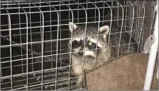  ??  ?? Raccoon caught by the National Parks and Wildlife Service in Macroom. Photo compliment­s of Neil Prendevill­e Show