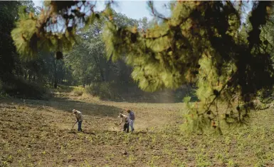  ?? EDUARDO VERDUGO/AP ?? The Corella brothers work their land May 30 in Milpa Alta, south of Mexico City. The three retired teachers are beneficiar­ies of a government program that gives rural families cash payments to grow crops, and technical advice to help produce more food.