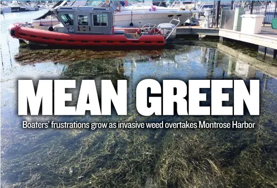  ??  ?? Weeds are taking over Montrose Harbor, where some boaters say the growth makes it difficult to get out of the harbor. | STEFANO ESPOSITO/ SUN- TIMES PHOTOS