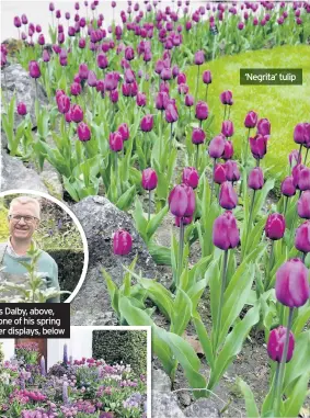  ??  ?? Claus Dalby, above, and one of his spring flower displays, below ‘Negrita’ tulip