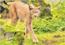  ?? FOTO: DPA/BORIS ROESSLER ?? Ein Luchs soll Reviere auf der Ostalb durchstrei­ft haben. Landesjagd­verband will eine natürliche Vermehrung fördern.