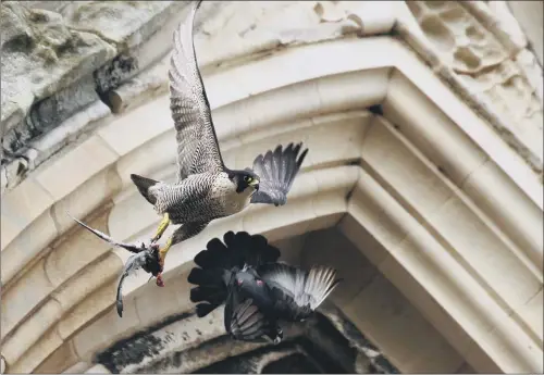  ?? PICTURE: ROBERT FULLER ?? ARCH PREDATOR: One of the peregrines on York Minster with prey. The pair, who have enchanted visitors to the historic building, are thought to have produced eggs.