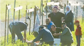  ??  ?? Une famille égorge son agneau dans le champ de l’éleveur Denis Lemire, à Mascouche, chez qui elle vient de l’acheter 400 $.