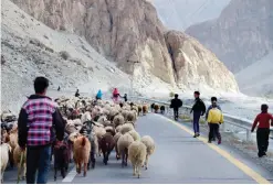  ??  ?? GULMIT: Local people control their sheep at the Karakoram highway in Gulmit village of Hunza valley in northern Pakistan. — AFP