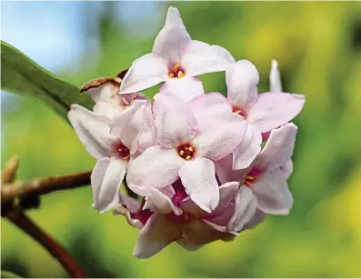  ?? ?? Fabulously fragrant: The gorgeous Daphne ‘Jacqueline Postill’ shrub flowers in winter