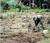  ?? JULIETTE BISSET ?? THOUSANDS of indigenous trees are planted by Greenpop in partnershi­p with Bodhi Khaya Nature Retreat and Platbos Forest Reserve. |