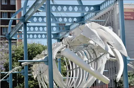  ?? PICTURES: THOBILE MATHONSI ?? LARGER THAN LIFE: A fin whale skeleton outside the Ditsong Natural History Museum.