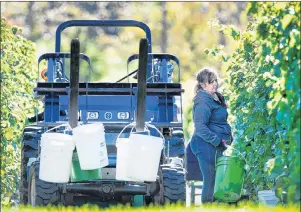  ?? CP PHOTOS ?? Workers pick grapes at the Luckett Vineyards in Wallbrook earlier this month. Amid the havoc wrought elsewhere by global warming, Annapolis Valley vineyards have flourished as temperatur­es have moderated.