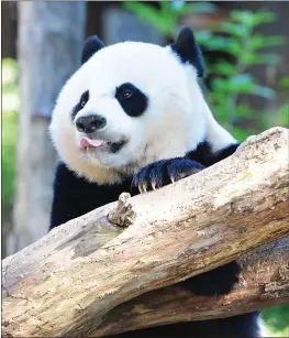  ?? KAREN BLEIER — AFP/GETTY IMAGES ?? Bei Bei, the giant panda at the National Zoo in Washington, D.C., left for China Tuesday.