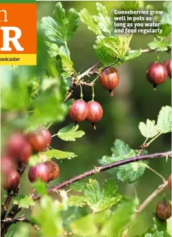  ??  ?? Gooseberri­es grow well in pots as long as you water and feed regularly