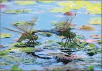  ?? PHOTO BY CHERYL SIGLER ?? Common Green Darner dragonflie­s lay eggs in a pond.