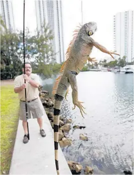  ?? WILFREDO LEE/AP ?? In February, a condo community in Sunny Isles Beach called in trapper Brian Wood of Iguana Catchers to deal with their overwhelmi­ng iguana population.
