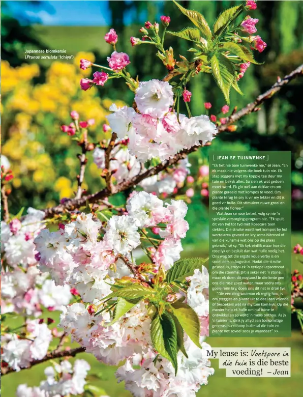  ??  ?? Japannese blomkersie (Prunus serrulata ‘Ichiyo’)