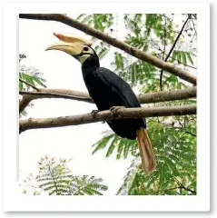  ?? 123RF ?? A Palawan hornbill is just one example of the island’s diverse wildlife.