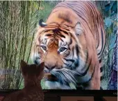  ?? PHOTO BY KATE STOW ?? BELOW: During this sequesteri­ng, TV can be a trap. The “Tiger King” is hard to resist. Note the kitty is enthralled.