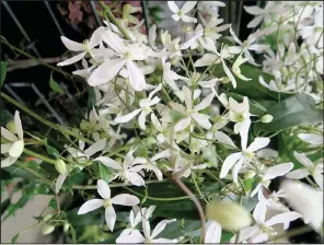  ??  ?? Sweet autumn clematis can run amok when it’s happy with conditions.