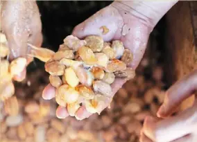  ?? ?? according to Lu, the work of a bean-to-bar producer is far from glamorous and involves heaving heavy sacks of beans and sticking hands into wet beans during the fermentati­on process (pictured here).