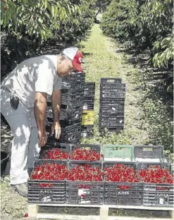  ?? EL PERIÓDICO ?? Temporeros recogiendo fruta en la zona de La Almunia.