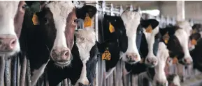  ?? BRANDON SWANSON / THE ASSOCIATED PRESS FILES ?? Rob Kinley, a Dalhousie-educated researcher, believes seaweed pellets could help drasticall­y reduce the amount of greenhouse gases that cows emit through burping.