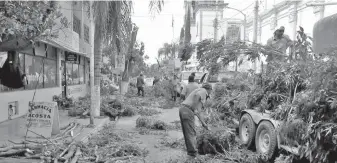  ??  ?? Talan árbol por ocasionar daños a edificio del Centro de Lerdo