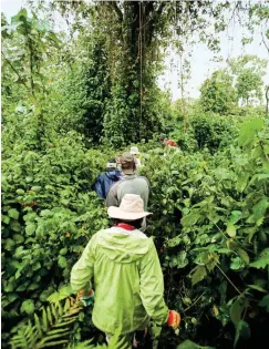  ??  ?? Above, from left: Trekkers and their guide on a jungle path in Volcanoes National Park; mountain scenery.
Opposite: Gorilla encounters in Rwanda and neighborin­g Uganda are restricted to one hour, so as not to overly disturb the critically endangered...