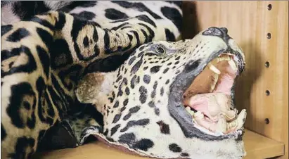  ?? WWF ?? Tigre y tortugas Cabeza y piel de tigre y partes detortugas intervenid­os
