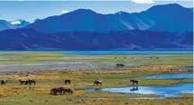  ?? JIANG FAN / XINHUA ?? Horses graze on a picturesqu­e grassland near Pangong Tso Lake in Ngari prefecture.