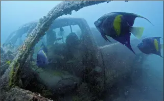  ?? ?? Blue angel fish swim around a sunken vehicle.