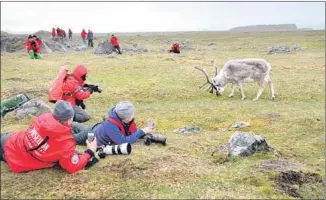  ?? Kari Kozak Dahlstrom ?? A GRAZING reindeer in Svalbard, Norway, makes a nice subject for those on a photograph­y tour.