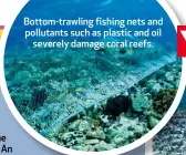  ??  ?? Bottom-trawling fishing nets and pollutants such as plastic and oil severely damage coral reefs.