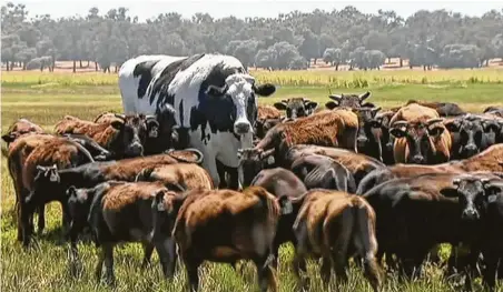  ?? Channel 7’s Today Tonight / Associated Press ?? Knickers the steer is 6 feet 4 inches tall and weighs 1.4 tons. The Holstein-Friesian beast stands tall over his paddock friends that are Wagyu in Lake Preston, Australia. The enormous steer is about 3 inches short of the Guinness World Record for tallest steer.