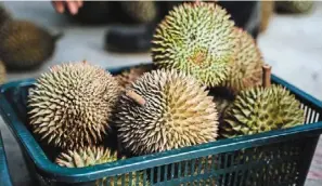  ??  ?? Since its launch in July, Biji Bumi durian has sold over one tonne of durians grown by the Orang asli. Most of the durians are sold with their shells removed so that the team can verify the quality of the products.