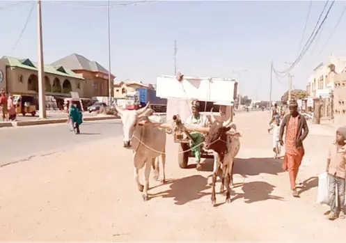  ?? ?? Ox-driven carts conveying a bride’s furniture to her matrimonia­l home