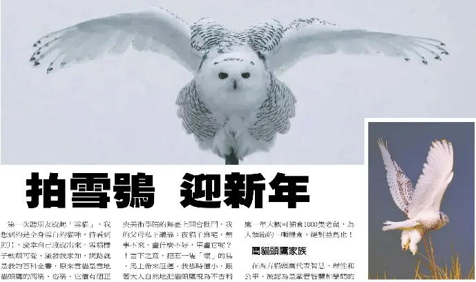 拍雪鴞迎新年 Pressreader