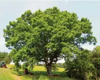 ??  ?? Stolzer Baum: Die Eiche im Ohl, einer der Seelenorte im Sauerland, ist rund 250 Jahre alt.