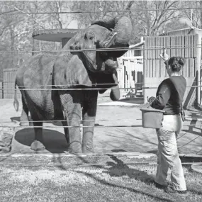  ?? MAX GERSH / THE COMMERCIAL APPEAL ?? Zoo keeper Caity Koser works with the elephants Wednesday, Feb. 19, 2020, at the Memphis Zoo.