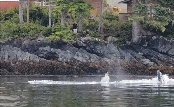  ??  ?? Poseidon, a one-year-old humpback whale, makes a splash at Hidden Cove on northern Vancouver Island as people watch from shore. More photos, pages A8 and A9