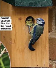  ??  ?? BOXING CLEVER: Blue tits like round entrances