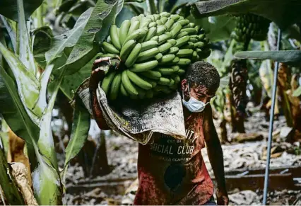  ?? KIKE RINCÓN / EP ?? Un agricultor lleno de ceniza recoge plátanos antes de la llegada de la lava a las plantacion­es