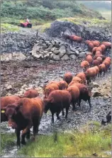  ?? ?? Luing cattle crossing the ford before recent work was carried out.