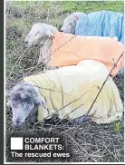  ??  ?? ®COMFORT BLANKETS: The rescued ewes