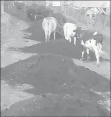  ??  ?? The stray herd of cattle wandering through School Street in Port Kaituma.