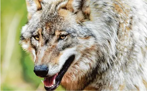  ?? Foto: Ingo Wagner, dpa ?? Nachdem im Allgäu mehrere Kälber gerissen wurden, haben Untersuchu­ngen von DNA Spuren ergeben: Der Täter war ein Wolf.