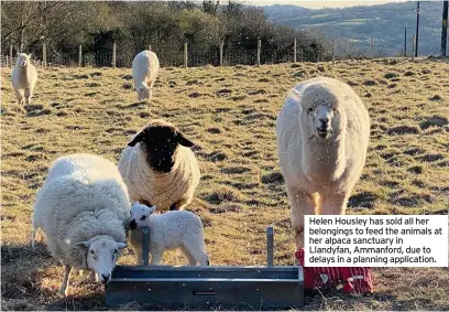  ??  ?? Helen Housley has sold all her belongings to feed the animals at her alpaca sanctuary in Llandyfan, Ammanford, due to delays in a planning applicatio­n.