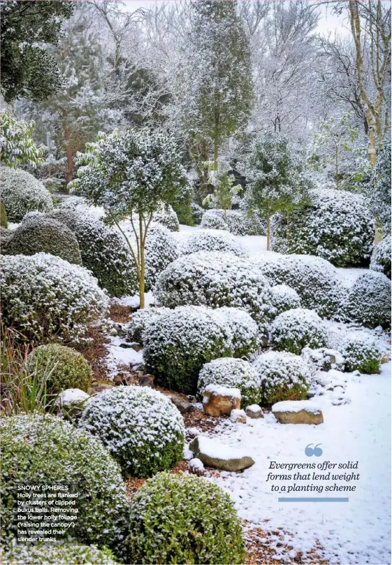  ??  ?? SNOWY SPHERES Holly trees are flanked by clusters of clipped buxus balls. Removing the lower holly foliage (‘raising the canopy’) has revealed their slender trunks