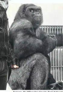  ?? CLARENCE P. SCHMIDT/MILWAUKEE JOURNAL ?? Samson, the Milwaukee County Zoo's beloved lowland gorilla, is the inspiratio­n behind the zoo's Samson Stomp & Romp, the annual fundraisin­g
run/walk.