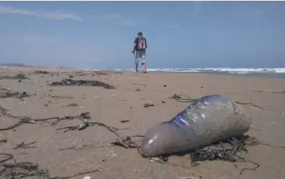  ??  ?? Man o' war on the beach at Guardamar del Segura